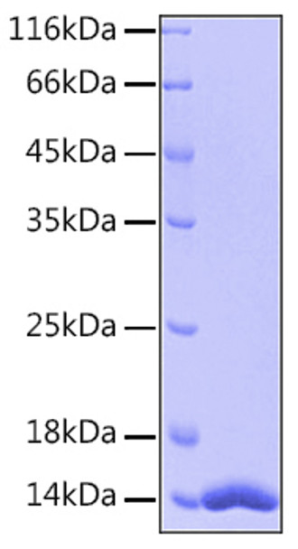 Recombinant Human FABP4/A-FABP/ALBP Protein (RPCB0161)