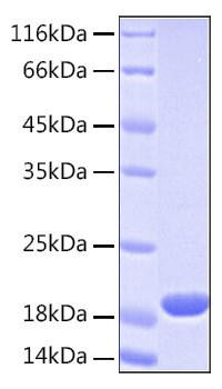 Recombinant Human UBE2L3 Protein (RPCB0163)