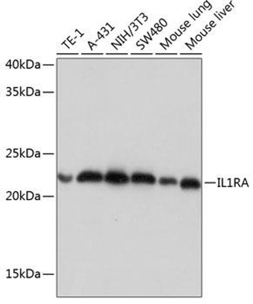 Anti-IL-1RA Antibody (CAB11103)