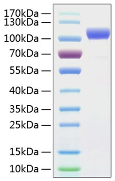 Recombinant Human ErbB-2/HER2/CD340 Protein (RPCB0331)