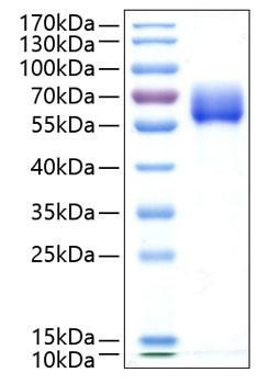 Recombinant Human TGF-beta receptor type-2/TGFR-2 Protein (RPCB0334)