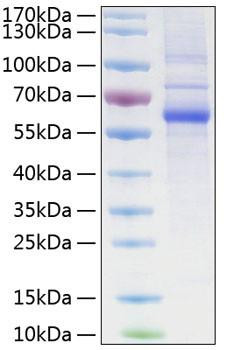 Recombinant Human LAG-3/CD223 Protein (RPCB0340)