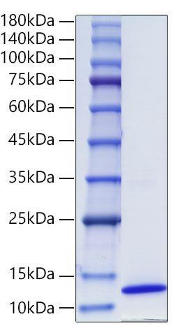 Recombinant Human CCL17/TARC Protein (RPCB0360)