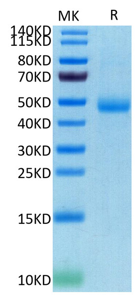 Recombinant Human SIRP-gamma/CD172g Protein (RPCB0385)