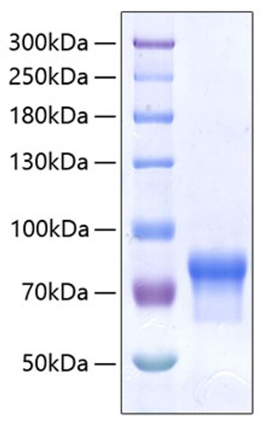 Recombinant Human VSIG4 Protein (RPCB0402)
