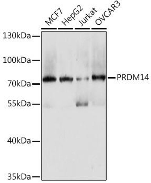 Anti-PRDM14 Antibody (CAB17203)