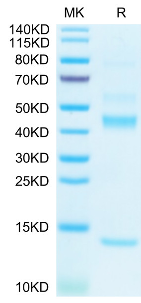 Biotinylated Recombinant Human Latent TGF-beta 1 Protein (RPCB0445)