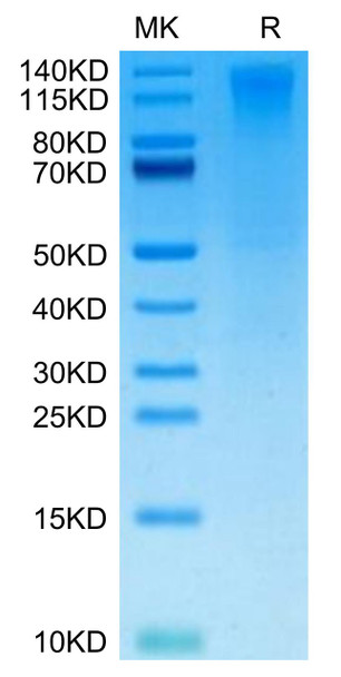 Biotinylated Recombinant Human TACTILE/CD96 Protein (RPCB0450)