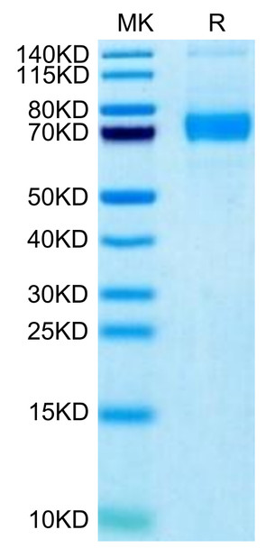 Biotinylated Recombinant Human Siglec-5/CD170 Protein (RPCB0462)