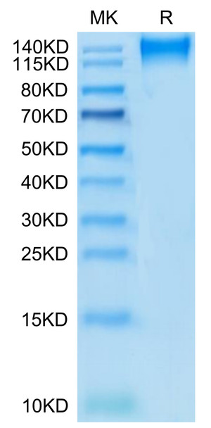 Recombinant Human TACTILE/CD96 Protein (RPCB0467)