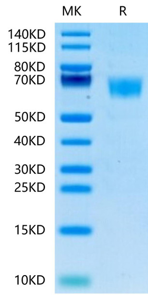 Recombinant Human FGFR-3 alpha (IIIc)/CD333 Protein (RPCB0524)