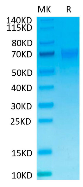 Recombinant Human NKp46/NCR1/CD335 Protein (RPCB0528)