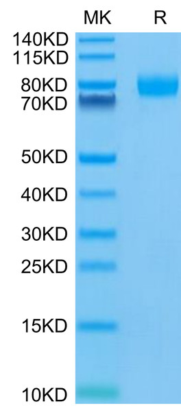 Recombinant Human PVR/CD155 Protein (RPCB0544)