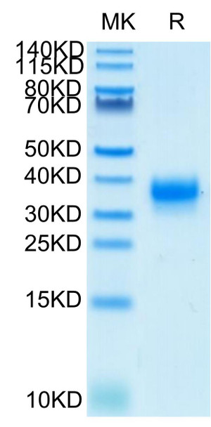Biotinylated Recombinant Human Fc gamma RIIA/FCGR2A/CD32a Protein (RPCB0553)