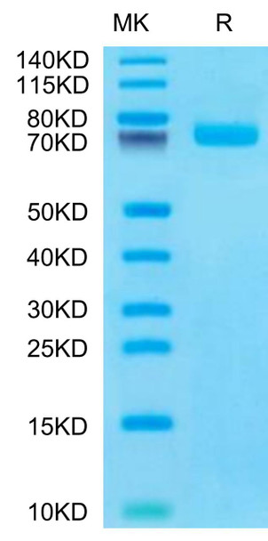 Recombinant Human BCAM/CD239 Protein (RPCB0570)