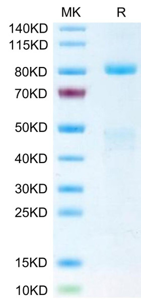 Biotinylated Recombinant Human HGF receptor/c-MET/MET Protein (RPCB0571)