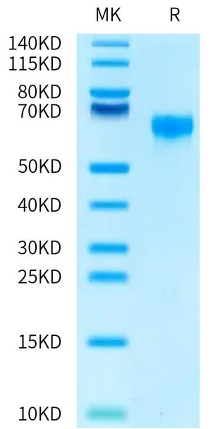 Biotinylated Recombinant Human CD47 Protein (RPCB0597)