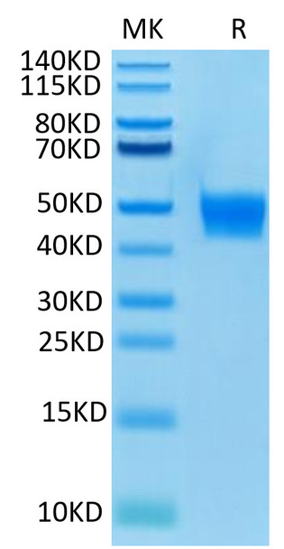 Biotinylated Recombinant Human FGFR-3 beta (IIIb)/CD333 Protein (RPCB0603)