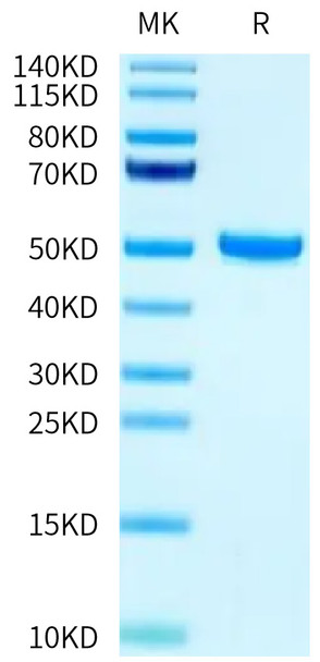 Biotinylated Recombinant Human FcRn/FCGRT&B2M Protein (RPCB0608)