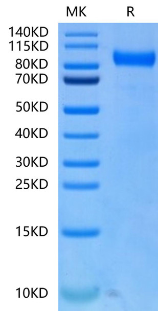Biotinylated Recombinant Human FLT-3/FLK-2/CD135 Protein (RPCB0624)