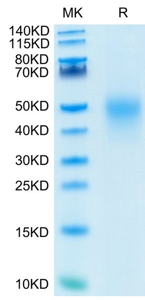 Recombinant Human TNFRSF7/CD27 Protein (RPCB0635)