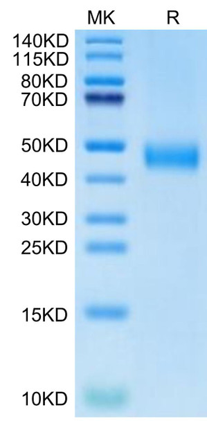 Biotinylated Recombinant Human CD38 Protein (RPCB0663)