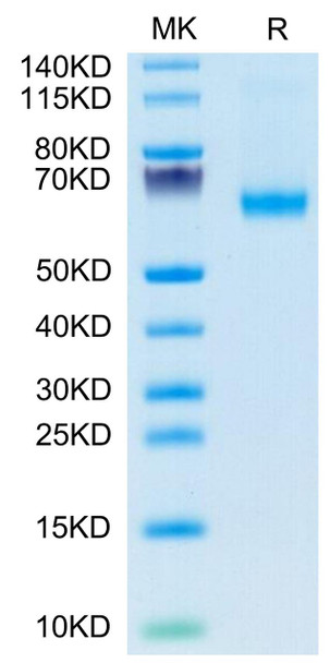 FITC-Labeled Recombinant Human TNFSF7/CD27 Ligand/CD70? Trimer Protein (RPCB0670)