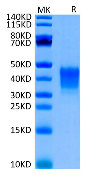 Biotinylated Recombinant Human CD7 Protein (RPCB0690)