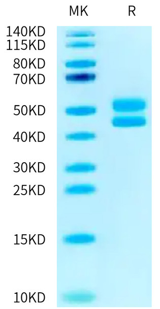 Recombinant Human CD3E&CD3D Protein (RPCB0754)