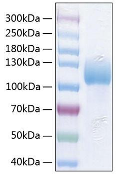 Recombinant Human ICAM-3/CD50 Protein (RPCB0797)