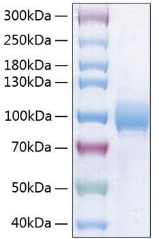 Recombinant Human Nectin-3/PVRL3/CD113 Protein (RPCB0798)
