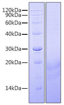 Recombinant Human Insulin-like 3/INSL3 Protein (RPCB0834)