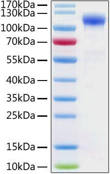 Recombinant Human ACE-2 Protein (RPCB0926)