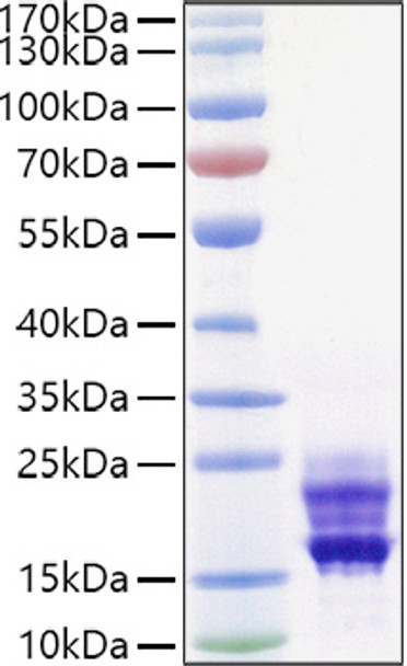 Recombinant Mouse IL-17A/CTLA-8 Protein (RPCB0932)