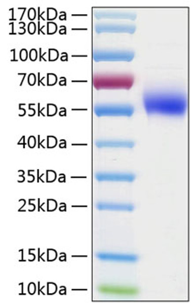 Recombinant Human IL-1R2/CD121b Protein (RPCB0941)