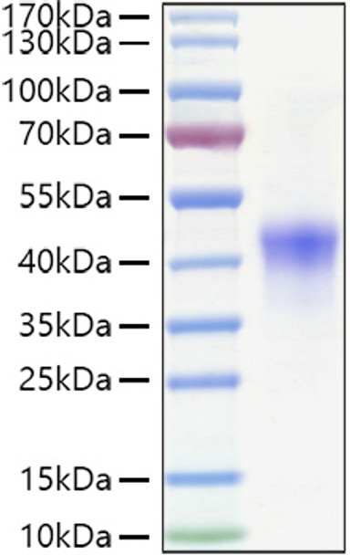 Recombinant Human TNFRSF4/OX40/CD134 Protein (RPCB0975)
