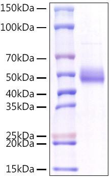 Recombinant Human TNFSF18/GITR Ligand Protein (RPCB1004)