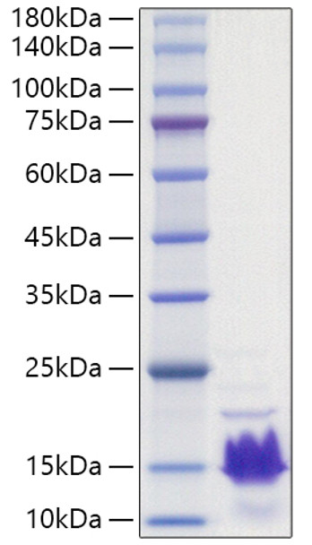 Recombinant Human Parathormone/PTH Protein (RPCB1014)
