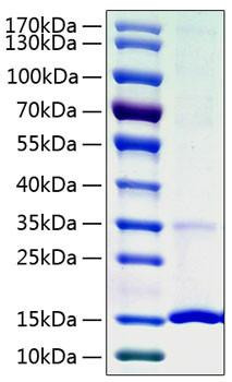 Recombinant Human Cystatin-S/CST4 Protein (RPCB1019)