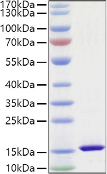 Recombinant Mouse FABP4/A-FABP/ALBP Protein (RPCB1040)