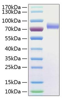 Recombinant Human Fc-gamma RIII alpha/FCGR3A /CD16a Protein (RPCB1055)