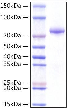 Recombinant Human Integrator complex subunit 14/VWA9/INTS14 Protein (RPCB1060)
