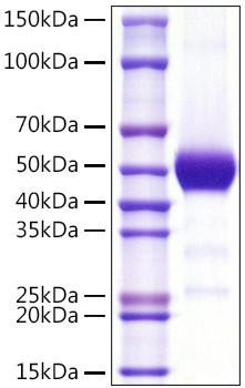 Recombinant Human Thy-1/CD90 Protein (RPCB1097)