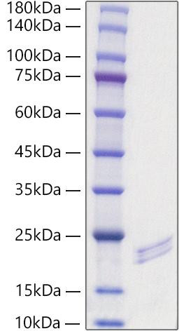 Recombinant Mouse FGF-6 Protein (RPCB1116)