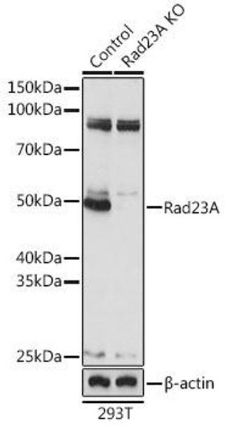 Anti-Rad23A Antibody (CAB19884)[KO Validated]