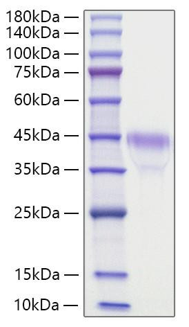 Recombinant Mouse R-spondin-1/RSPO1 Protein (RPCB1191)