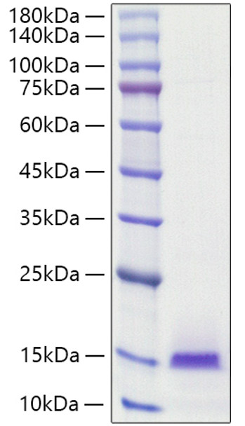 Recombinant Human BCEI/PS2/TFF1 Protein (RPCB1200)