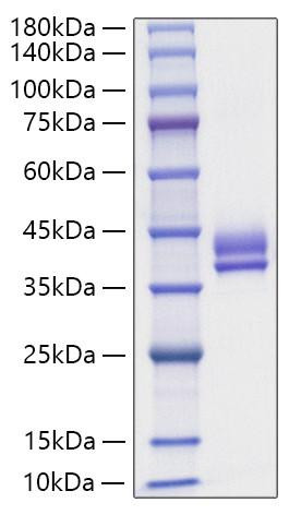 Recombinant Human Gastric inhibitory polypeptide/GIP Protein (RPCB1211)