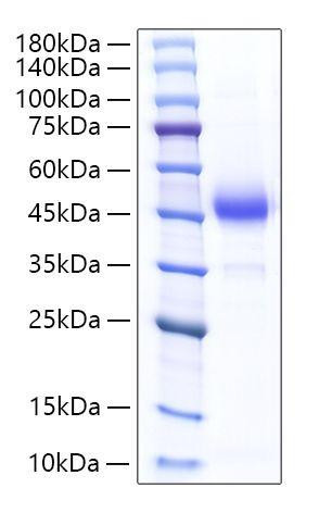 Recombinant Rat ALK-4/ACVR1B Protein (RPCB1224)
