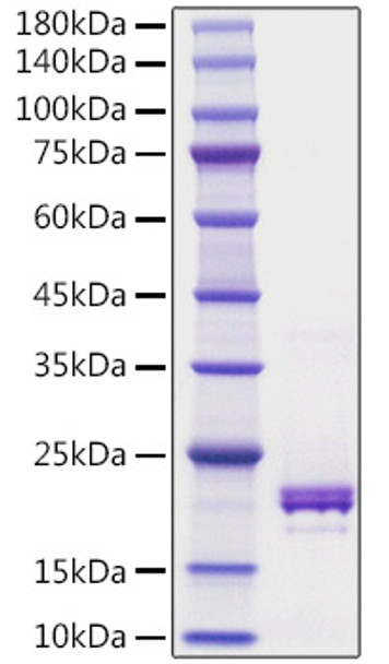 Recombinant Human TNFSF5/CD40 ligand/CD154 Protein (RPCB1236)
